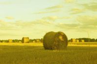 Champ de meules - tirage pigmentaire sur aluminium - 40 x 26 cm - 2013